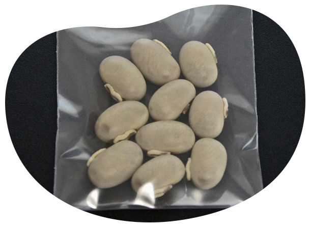 ムクナ豆(栽培用)