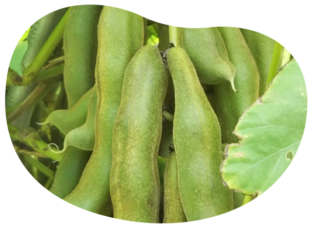 沖縄ムクナ豆農園 沖縄県の自社農園でムクナ豆の生産と販売