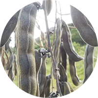 ムクナ豆の栽培方法